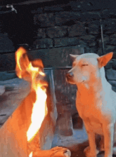 /src/lib/assets/gifs/ignore.gif